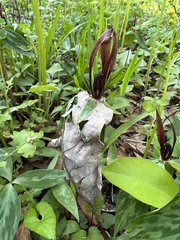 Trillium lancifolium