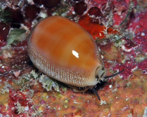 Carnelian Cowry