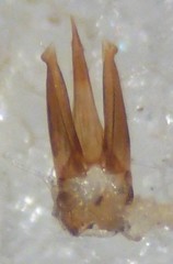 Ampedus atripennis