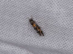 Mompha raschkiella
