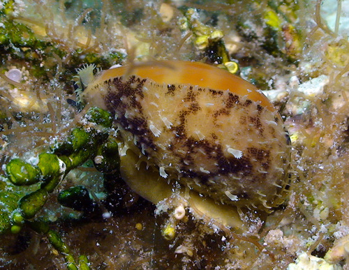 Cypraea carneola observed 2012-07-22