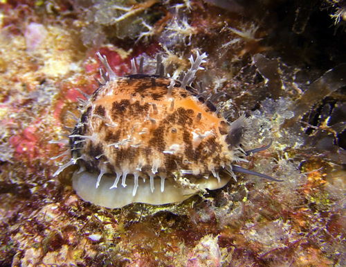 Cypraea carneola observed 2016-04-09