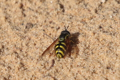 Chrysotoxum intermedium