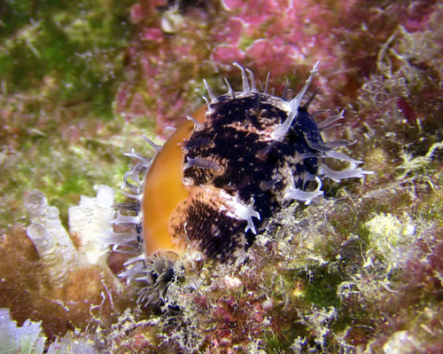 Cypraea carneola observed 2016-01-30