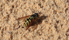 Chrysotoxum intermedium