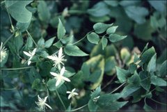 Clematis apiifolia