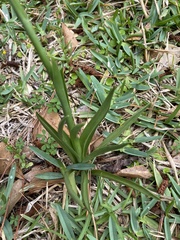 Spiranthes vernalis