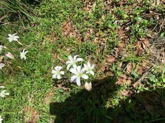 Zephyranthes
