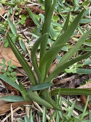 Spiranthes vernalis