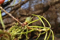 Dryocosmus quercuslaurifoliae