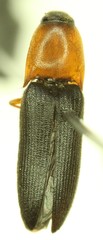 Megapenthes nigriventris