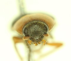 Megapenthes nigriventris
