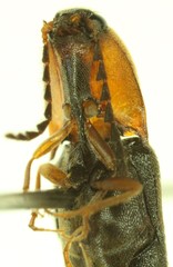 Megapenthes nigriventris