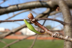 Callirhytis gallaestriatae
