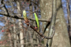 Callirhytis gallaestriatae