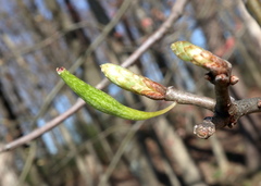 Callirhytis gallaestriatae