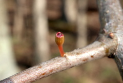 Callirhytis gallaestriatae