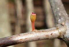 Callirhytis gallaestriatae