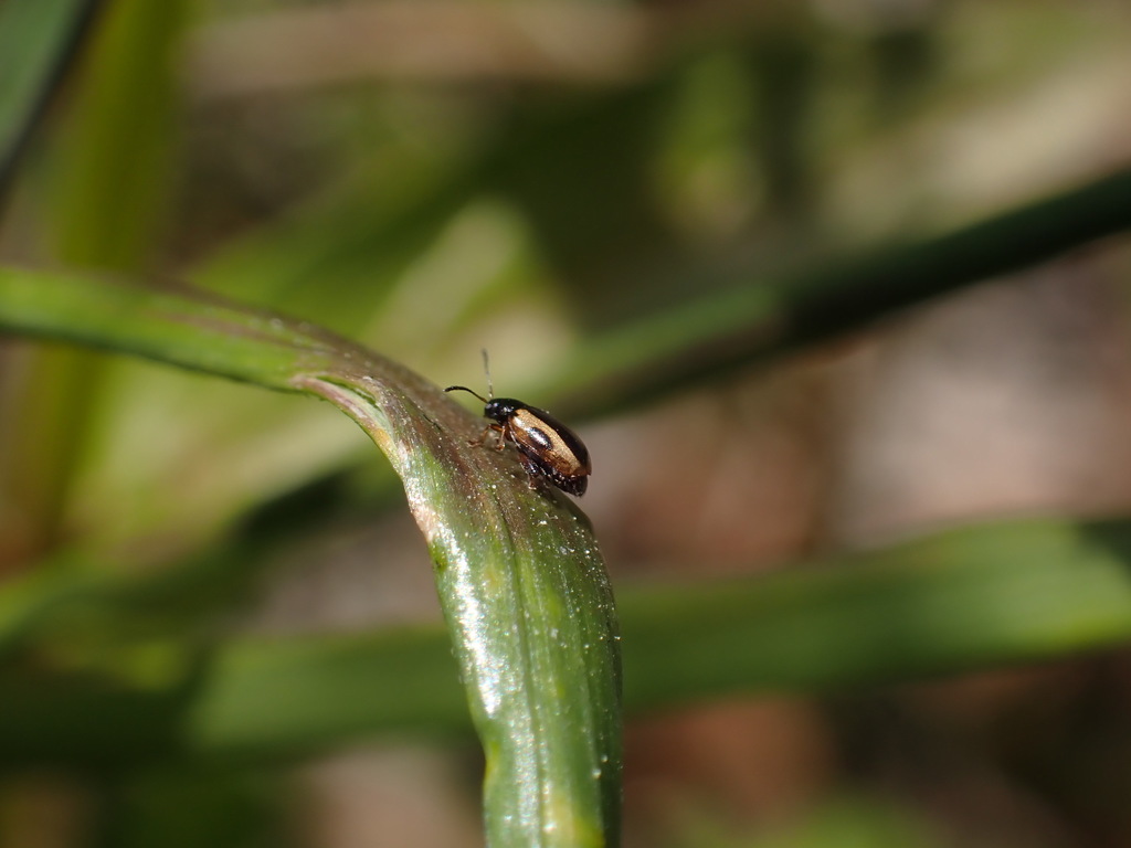 Phyllotreta rugifrons