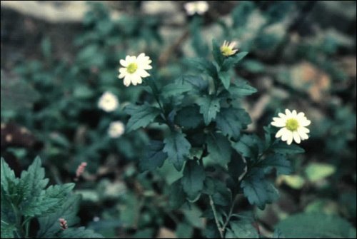 Aster viscidulus iNat (1)