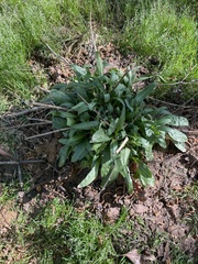 Helianthus simulans