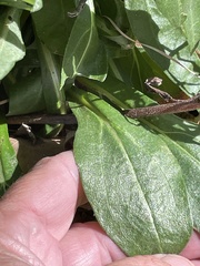 Helianthus simulans