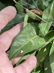 Helianthus simulans