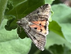 Drasteria ingeniculata