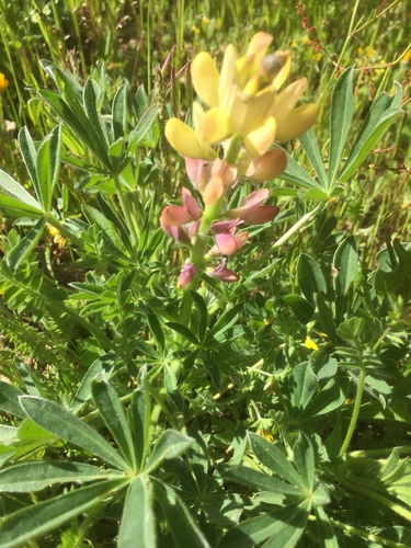 Lupinus gredensis