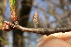 Amphibolips ellipsoidalis