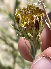 Adenophyllum cooperi