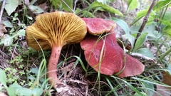 Phylloporus bellus