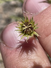 Adenophyllum cooperi