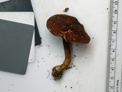 Phylloporus bellus