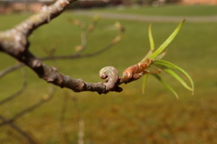 Amphibolips ellipsoidalis