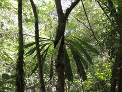 Asplenium serratum