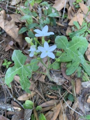 Cnidoscolus stimulosus