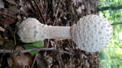 Amanita rhopalopus