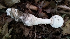 Amanita rhopalopus