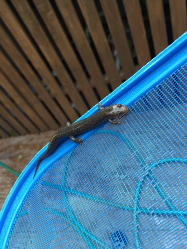 Desmognathus bairdi