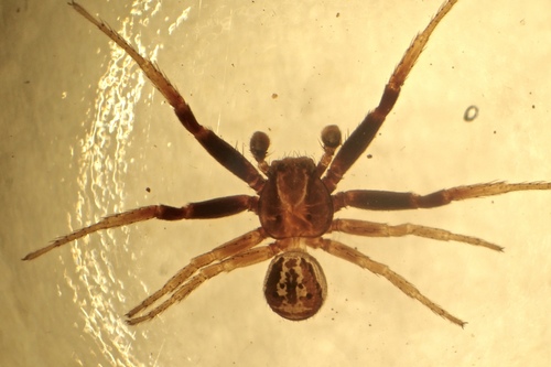 Xysticus erraticus
