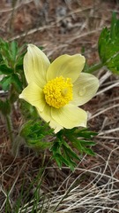 Pulsatilla orientali-sibirica