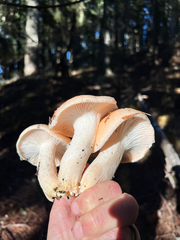 Pudorini