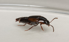 Tachinus proximus
