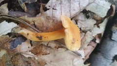 Cantharellus persicinus