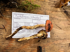 Pyrrhulomyces astragalinus