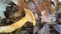 Cantharellus persicinus