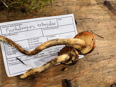 Pyrrhulomyces astragalinus