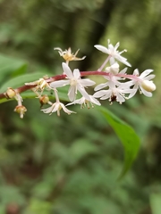 Maianthemum scilloideum