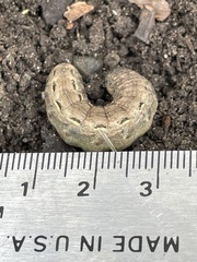 Noctuinae